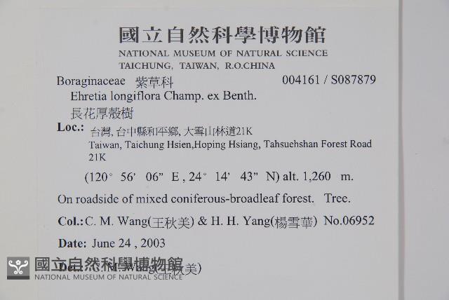 長花厚殼樹藏品圖，第2張