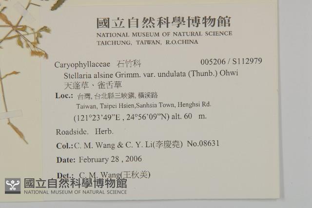 天蓬草、雀舌草藏品圖，第2張