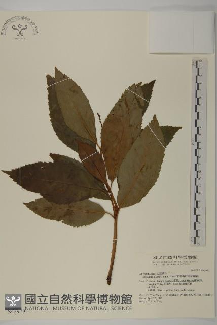 草珊瑚、紅果金粟蘭藏品圖，第1張