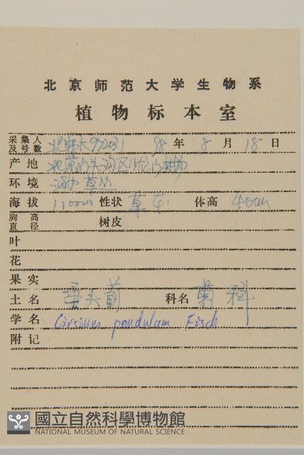 煙管草藏品圖，第2張