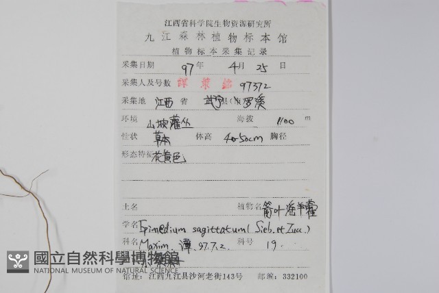 光葉淫羊藿藏品圖，第2張