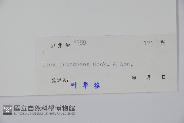 密毛假黃楊藏品圖，第2張