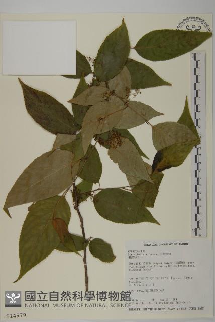 佩羅特木藏品圖，第1張