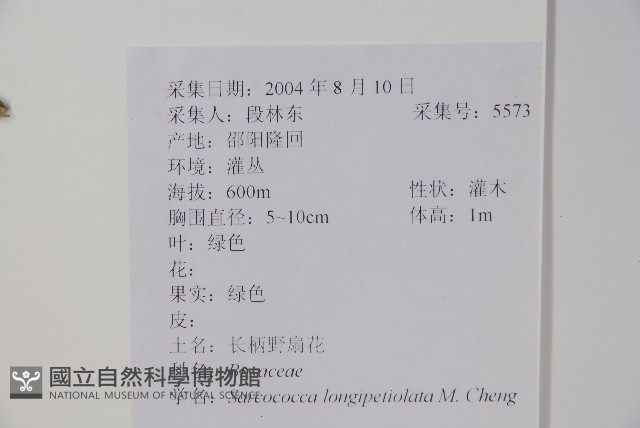 長葉野扇花藏品圖，第2張