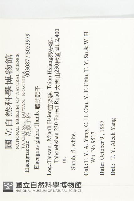 藤胡頹子藏品圖，第2張