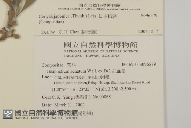 日本假蓬藏品圖，第2張