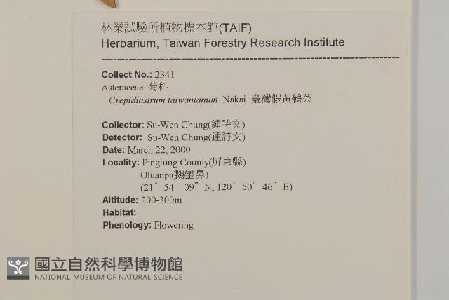 臺灣假黃鵪菜藏品圖，第2張