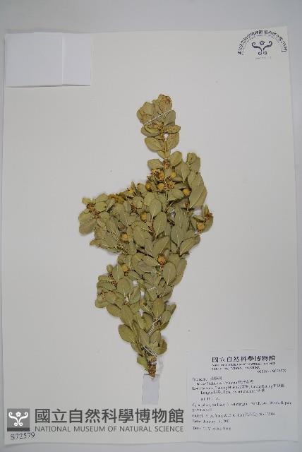 琉球黃楊藏品圖，第1張