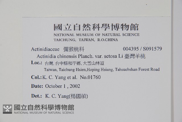 臺灣羊桃藏品圖，第2張