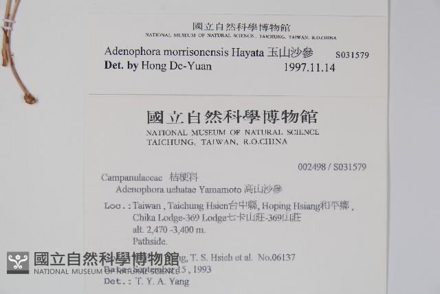 玉山沙參藏品圖，第2張