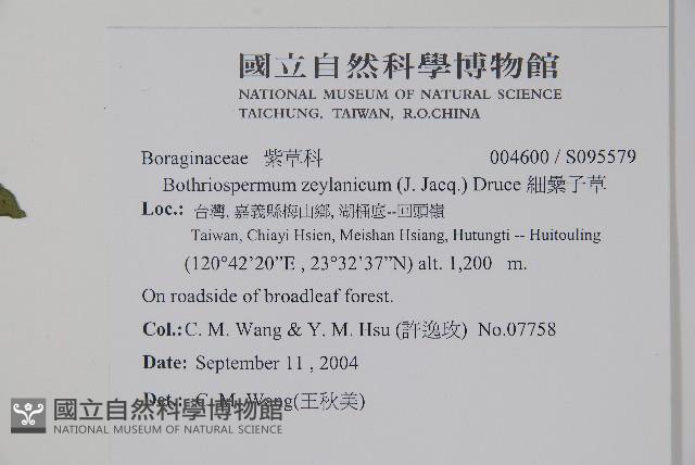 細纍子草藏品圖，第2張