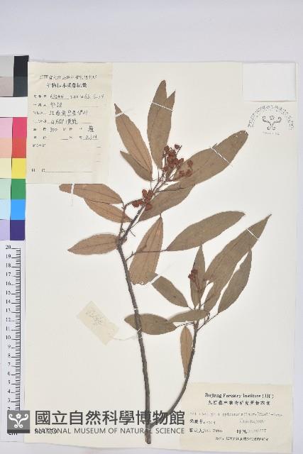 粗糠柴藏品圖，第1張