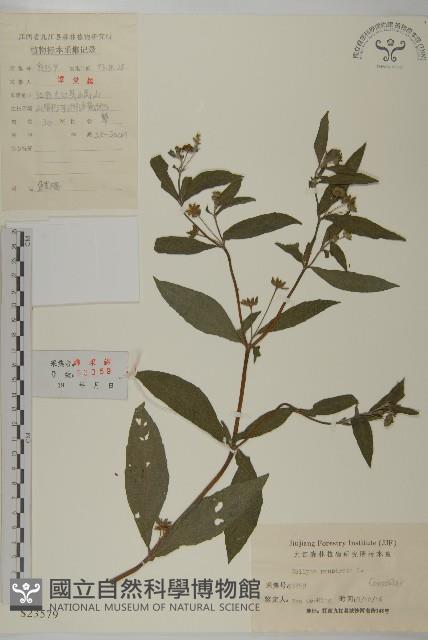 鱧腸藏品圖，第1張