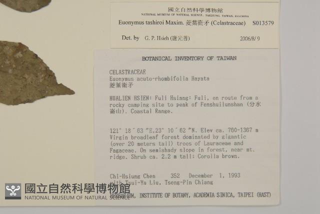 菱葉衛矛藏品圖，第2張