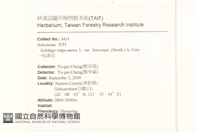 一枝黃花藏品圖，第2張