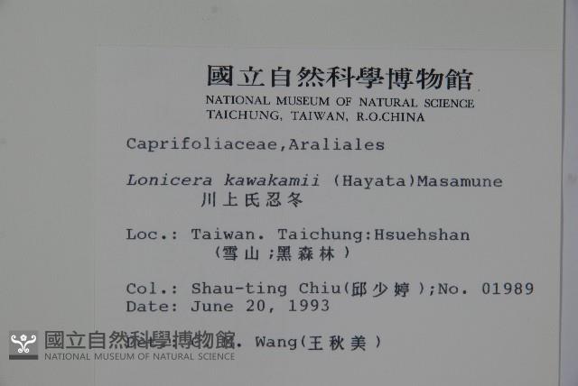 川上氏忍冬藏品圖，第2張