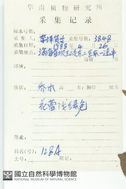 印度唸珠樹藏品圖，第2張