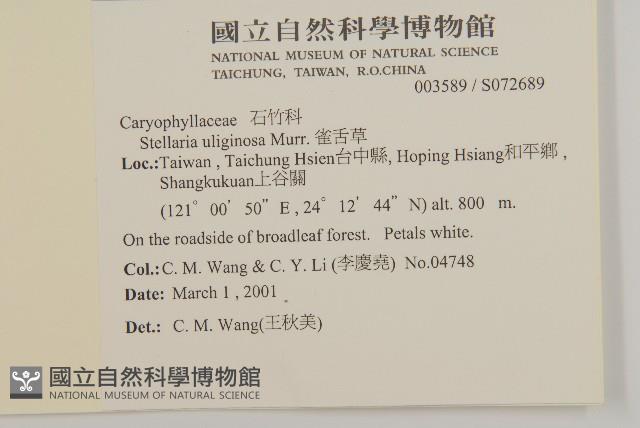 雀舌草藏品圖，第2張