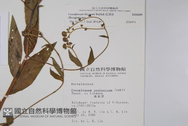 琉璃草藏品圖，第2張