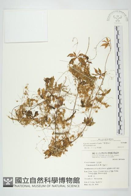 平原菟絲子藏品圖，第1張