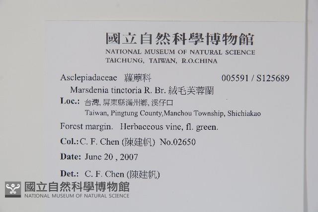 絨毛芙蓉蘭藏品圖，第2張