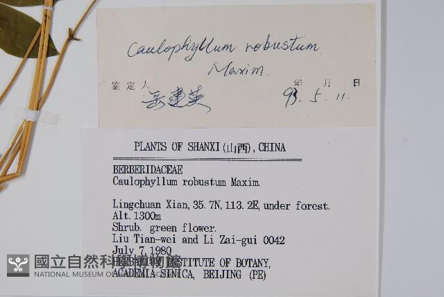 紅毛七藏品圖，第2張