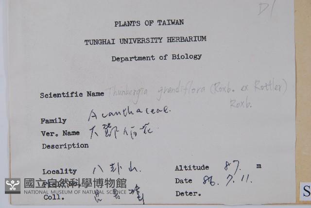 大鄧伯花藏品圖，第2張