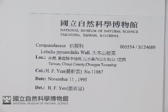 大本山梗菜藏品圖，第2張