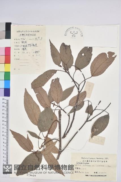 粗糠柴藏品圖，第1張