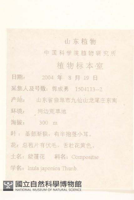 旋覆花藏品圖，第2張