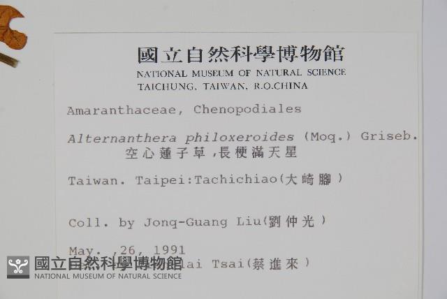 空心蓮子草藏品圖，第2張