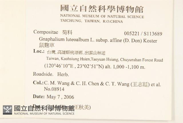 鼠麴草藏品圖，第2張