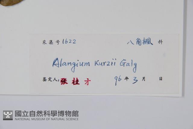 長毛八角楓藏品圖，第2張