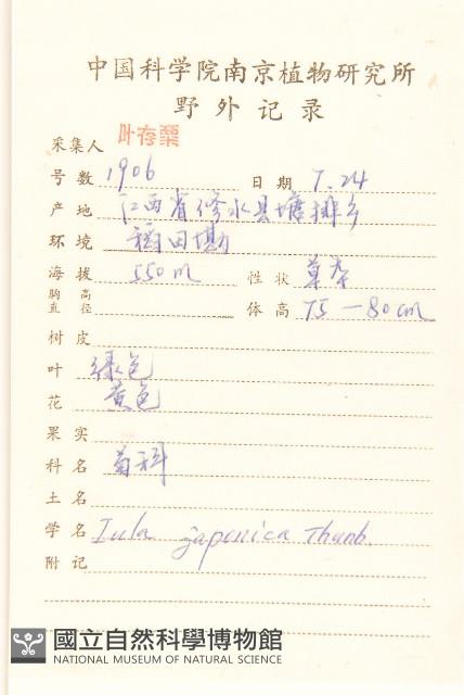 旋覆花藏品圖，第2張