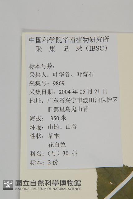 多穗金粟蘭藏品圖，第2張