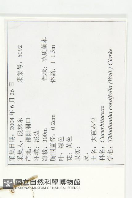 大苞赤瓟藏品圖，第2張