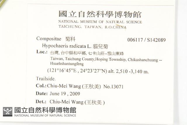 貓兒菊藏品圖，第2張