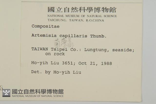 Mosquito wormwood Collection Image, Figure 2, Total 2 Figures