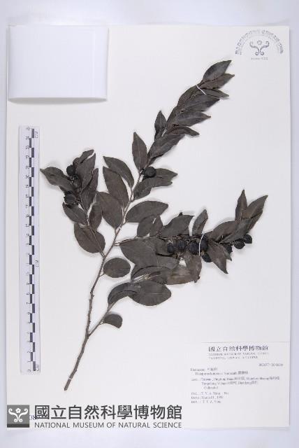 蘭嶼柿藏品圖，第1張