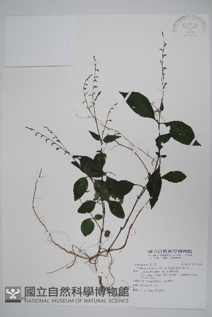 針刺草藏品圖，第1張