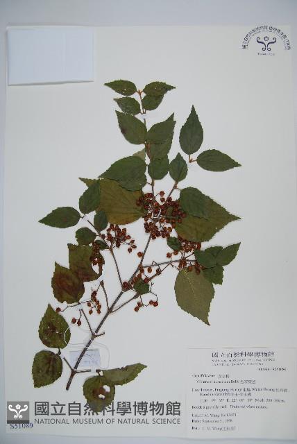 呂宋莢迷藏品圖，第1張