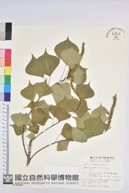 烏臼藏品圖，第1張