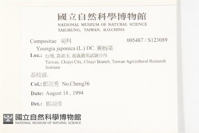 黃鵪菜藏品圖，第2張