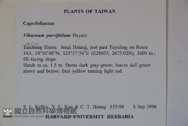 小葉莢迷藏品圖，第2張