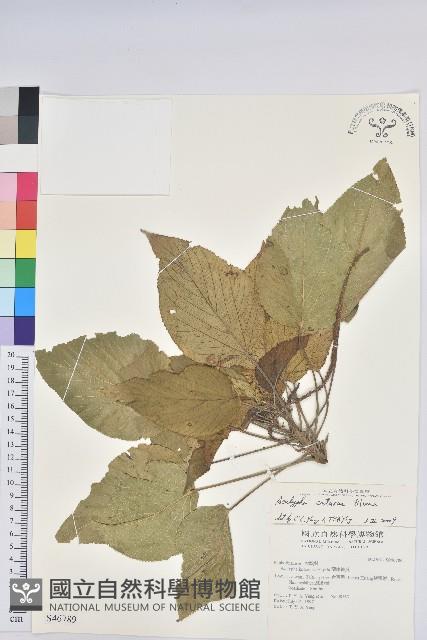 蘭嶼鐵莧、綠島鐵莧藏品圖，第1張