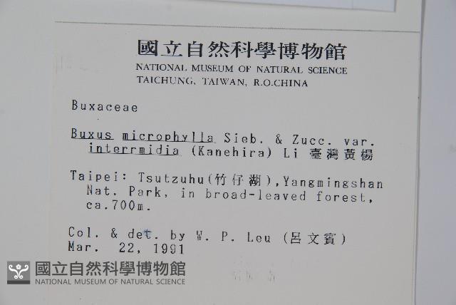 臺灣黃楊藏品圖，第2張