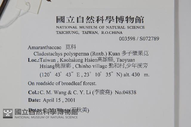 多子漿果莧藏品圖，第2張