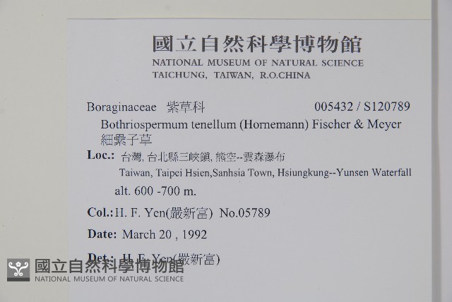 細纍子草藏品圖，第2張