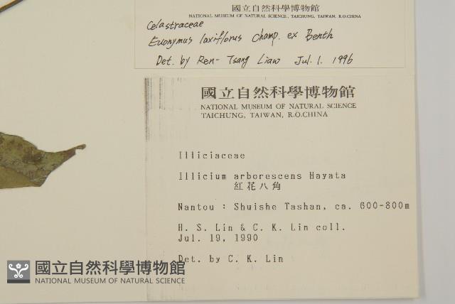 大丁黃藏品圖，第2張