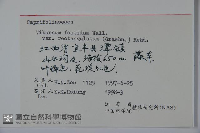 狹葉莢迷藏品圖，第2張